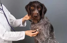 Kaszel kenelowy u psa - bardzo zaraźliwa choroba, która może dotknąć Twojego psa