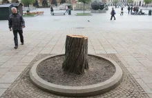 Po co władze polskich miast wycinają drzewa i wszystko betonują?