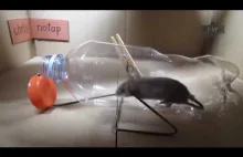 Pomysłowe pułapki na myszy i szczury