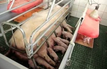 Chiny budują największą na świecie fermę świń / Trzoda chlewna, ceny,...