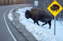 Grzeczny bizon przechodzi przez ulicę we wskazanym miejscu