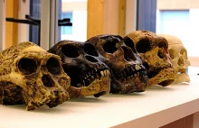 Neandertalczycy hibernowali jak niedźwiedzie? Naukowcy: Tak radzili sobie z zimą