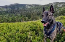 5 tys. zł nagrody za pomoc w odnalezieniu psa ratowniczego