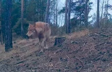 Opowieści z lasu- wilki