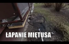 Łapanie psa Miętuska !