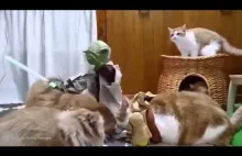 Yoda trains force sensitive cats to become Jedi Knights