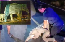 Ratownik uratował życie słoniątka potrąconego przez motocykl w Tajlandii [video]