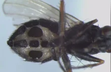 Niesamowite, co się dzieje z muchami. Naukowcy zaskoczeni.