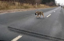 Wilk niosący głowę psa sfotografowany koło Trzebicza (ZDJĘCIA