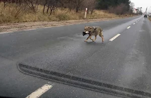 Wilk niosący głowę psa sfotografowany koło Trzebicza (ZDJĘCIA