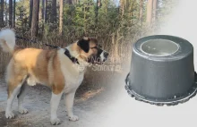 Miska podgrzewana na wodę dla psa - Zrób sam :)
