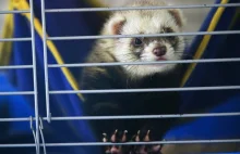 Nasal Spray Prevents Covid Infection in Ferrets, Study Finds