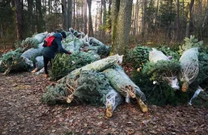 Szokujące znalezisko. Niesprzedane choinki wyrzucone do lasu