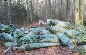 Niesprzedane choinki wyrzucono do lasu
