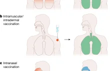 Szczepionki domięśniowe nie chronią górnych dróg oddechowych przed zakażeniem