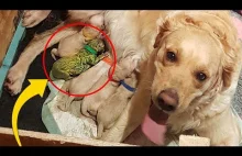 Pies rasy Golden Retriever urodził niezwykle rzadkiego szczeniaczka