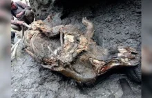 Mógł żyć 50 tysięcy lat temu. Szczątki nosorożca włochatego w świetnym stanie
