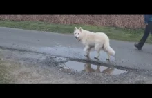 White Wolf Dog photo bombs car shoot (watch til the end)!!