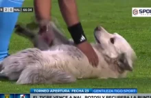 Zabawna sytuacja w Boliwii. Mecz przerwał pies bawiący się butem. Wideo