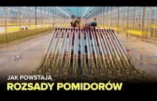 Jak powstają rozsady pomidorów? - Fabryki w Polsce