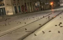 Rzymska ulica pokryta martwymi ptakami