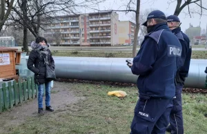 Siedlce - przyczepili kotu petardę do głowy