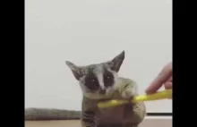 Młody lemur układa się do czyszczenia