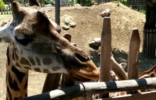 W budapesztańskim zoo można karmić żyrafy przeznaczonym dla nich smakołykiem.