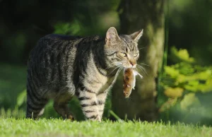 Koty przynoszące myszy właścicielowi chcą go nakarmić i nauczyć polowania