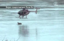 helikopter "zwiał" jelenia z jeziora.