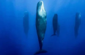 Śpiące wieloryby - fotograf pokazuje, jak wyglądają wielkie morskie ssaki,...