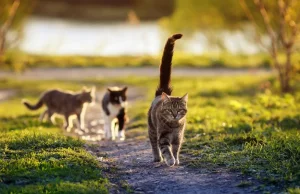 Dokarmianie bezpańskich kotów trafiło na wokandę