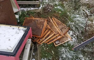 Poszedł na spacer do pasieki, zastał zniszczone ule i zamarznięte pszczoły.