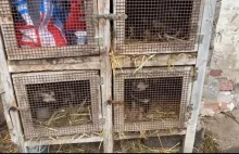 Psy trzymane w klatkach na króliki "Więcej im do szczęścia nie trzeba"
