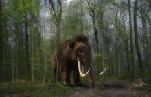 Klonowanie mamutów - czy to realne, kiedy? Wykopowa pogadanka o mamutach