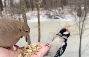 Fotograf nagrywa w zwolnionym tempie ptaki jedzące z dłoni