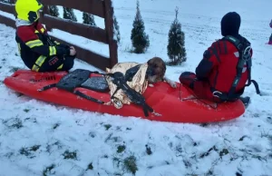 Odwaga chłopca uratowała psa. Pod "Misiekm" załamał się lód