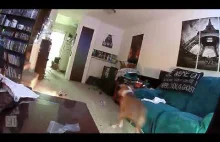 Zostawianie psa samego w domu - przestroga