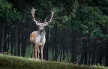 W Irlandii myśliwy zginął w wyniku ataku jelenia