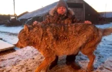 Rolnik zabił wilka. Udusił go gołymi rękami