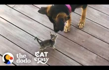 Opuszczony kotek znalazł sobie nową, przyjaciółkę