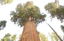 General Sherman - największe drzewo na świecie