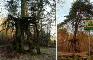 Sosna krocząca - niezwykłe drzewo w województwie świętokrzyskim [ZDJĘCIA,...