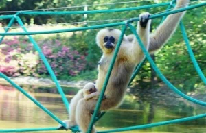 Wypadek we wrocławskim zoo. Nie żyje roczny gibon