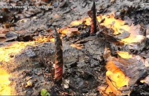 Pułapka w lesie. Biegacze przebili sobie stopy metalowymi kolcami