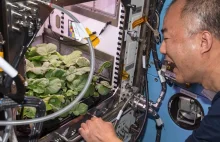 Astronauci zjedli rzodkiewki wyhodowane na stacji kosmicznej