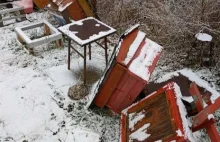 Wielkopolska: Zginęło 30 tysięcy pszczół