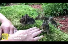 Małe króliczki spotykają człowieka
