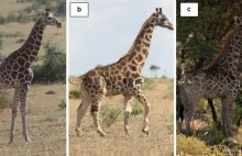 W Ugandzie i Namibii zaobserwowano karłowate żyrafy
