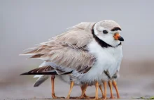 Dla czego ptakom nie jest zimno w nogi?